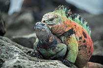 Marine iguana (Amblyrhynchus cristatus) pair mating Floreana Island, Galapagos.