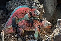 Marine iguana (Amblyrhynchus cristatus), males fighting for breeding territory Floreana Island, Galapagos.