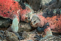 Marine iguana (Amblyrhynchus cristatus), males battling for breeding territory Floreana Island, Galapagos.