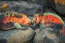 Marine iguana (Amblyrhynchus cristatus), males battling for breeding territory Floreana Island, Galapagos.