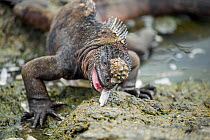 Marine iguana (Amblyrhynchus cristatus) eating a fish, Puerto Egas, Santiago Island, Galapagos.
