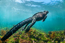 Marine iguana (Amblyrhynchus cristatus) swimming underwater, Fernandina Island, Galapagos.