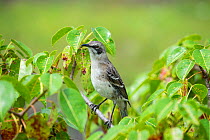 San Cristobal mockingbird (Nesomimus melanotis), San Cristobal Island, Galapagos.