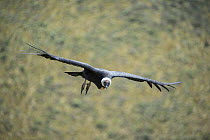 Andean condor (Vultur gryphus) female in flight, Antisanilla Reserve, Ecuador