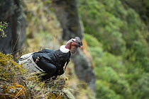 Andean condor (Vultur gryphus), male, Antisanilla Reserve, Ecuador