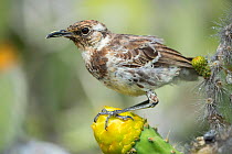 Floreana mockingbird (Nesomimus trifasciatus) perched on flower, from remnant population surviving on two small islets, Galapagos. Critically endangered species.