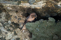 Galapagos martin (Progne modesta), female near nest entrance in shallow sea cave, Galapagos.