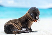 Galapagos sea lion (Zalophus wollebaeki) pup on shore, Galapagos.