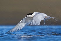 White-fronted tern (Sterna striata) in flight. Ashley River, Canterbury, New Zealand. August.