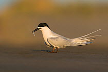 White-fronted tern (Sterna striata) with fish. Ashley River, Canterbury, New Zealand. August.
