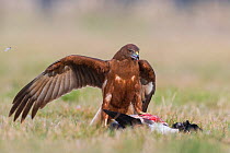 Swamp harrier (Circus approximans) perched on prey. Lake Ellesmere, Canterbury, New Zealand. August.