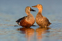 Male and female Australasian shoveler (Anas rhynchotis) perched on submerged log in shallow water.  Ashley River, Canterbury, New Zealand. July.