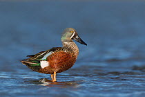 Male Australasian shoveler (Anas rhynchotis) perched on rock in shallow water.  Ashley River, Canterbury, New Zealand. July.