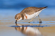 Banded dotterel or double-banded plover (Charadrius bicinctus) feeding in shallow water. Ashley River, Canterbury, New Zealand. July.