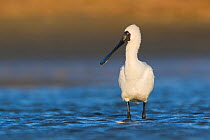 Royal spoonbill (Platalea regia) standing in shallow water. Ashley River, Canterbury, New Zealand. July.