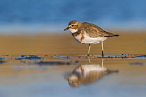 Banded dotterel or double-banded plover (Charadrius bicinctus) standing in shallow water with reflection. Ashley River, Canterbury, New Zealand. July.