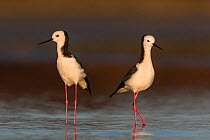 Two Adult Pied stilts / Black winged stilts (Himantopus himantopus) standing in shallow water. Lake Ellesmere, New Zealand. July.