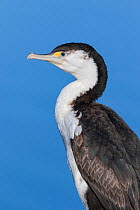 Pied shag/cormorant (Phalacrocorax varius) portrait.  Ashley River, Canterbury, New Zealand. July.
