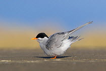Black-fronted tern (Chlidonias albostriatus) perched on beach, ruffling feathers. Ashley River, Canterbury, New Zealand. July.