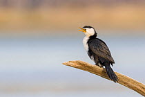 Little pied cormorant  (Microcarbo melanoleucos) perched on branch. Ashley River, Canterbury, New Zealand. July.