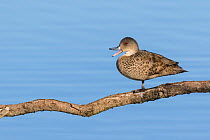 Grey teal (Anas gracilis) perched on branch. Ashley River, Canterbury, New Zealand. July.