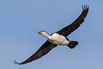Pied shag/cormorant (Phalacrocorax varius) in flight.  Ashley River, Canterbury, New Zealand. July.