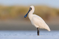 Royal spoonbill (Platalea regia) standing in river. Ashley River, Canterbury, New Zealand. July