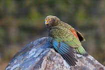 Juvenile Kea (Nestor notabilis) perched on rock with wings outstretched. Arthur's Pass, South Island, New Zealand. Endangered Species.