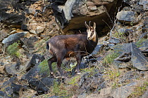 Buck/male Chamois (Rupicapra rupicapra) standing/feeding on steep rocky slope, looking downhill. Canterbury, New Zealand. May.