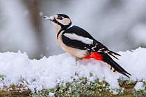 Great Spotted Woodpecker (Dendrocopus major) searching for food in snow, during snowfall. Norway. March.