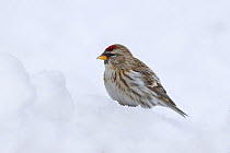 Common redpoll (Acanthis flammea) perched on snow.  Norway. January.