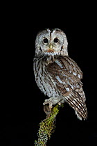 Tawny Owl (Strix aluco) perched on branch with prey, at night. Norway, February.