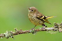 Female Siskin (Carduelis spinus) perched on lichen covered branch. Southern Norway. August.