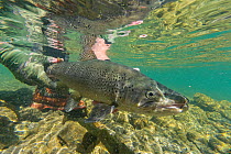 Underwater view of a fly fisherman releasing a large Brown trout (Salmo trutta) in clear 'backcountry' river. Canterbury South Island, New Zealand. February.