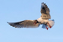 Black-headed gull (Chroicocephalus ridibundus) in flight calling. Norway. May.