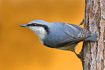 European/Eurasian Nuthatch (Sitta europaea) perched on tree trunk. Southern Norway. September.