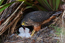 New Zealand Falcon (Falco novaeseelandiae) female feeding chicks at nest. Oreti Valley, South Island, New Zealand.