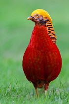 Male Golden Pheasant (Chrysolophus pictus) standing on grass in  display plumage. Kew Gardens, England, UK. March.