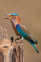 Indian roller (Coracias benghalensis) perched on stump. Bandhavgarh National Park, India. March.