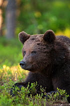European brown bear (Ursus arctos arctos), large male at rest/sitting on forest floor. Portrait. Kajaani, Finland. June.