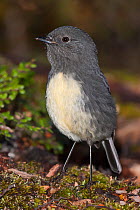 South Island robin (Petroica australis australis) perched on forest floor. Lewis Pass, South Island, New Zealand.