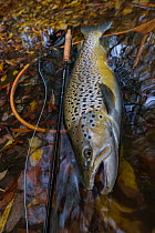 Caught Brown trout (Salmo trutta) laying next to fly rod and landing net prior to release,Canterbury, New Zealand. April.