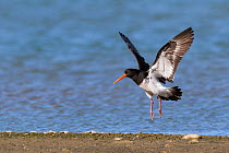 Variable oystercatcher (Haematopus unicolor) adult pied morph in flight about to land. Ashley river, Christchurch, New Zealand. August.