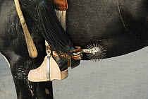 Close-up of a traditionally dressed horse rider's stirrup, boot and spurs, Cuasimodo Catholic festival, Colina, Chacabuco Province, Santiago Metropolitan Region, Chile, Latin America. April 2017.