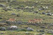 Puma (puma concolor) teaching her 7-month male and female cubs how to hunt, Torres del Paine National Park, Chile, Latin America.