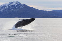Humpback whale (Megaptera novaeangliae) Umbili, a  female  age 8 years, breaching, Francisco Coloane Marine Park, Chile's first marine park, southeast of the Carlos III Island, Strait of Magellan, Chi...