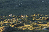 Puma (Puma concolor) female and her 7-month male and female cubs, Torres del Paine National Park, Chile.