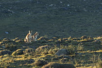 Puma (Puma concolor) female and her 7-month male and female cubs, Torres del Paine National Park, Chile.