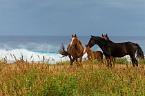 A wild Rapa Nui horse / stallion and his mare, filly and colt, standing near the sea, Rapa Nui National Park UNESCO World Heritage Site, Easter Island / Rapa Nui, Chile.