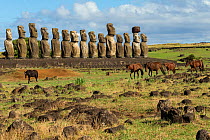 Band of wild Rapa Nui horses/mares and a colt, walking near Rapa Nui National Park UNESCO World Heritage Site, Easter Island Heads, Ahu Tongariki, Rapa Nui National Park UNESCO World Heritage Site, Ea...